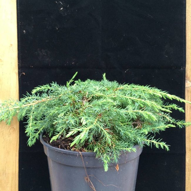 Juniperus communis 'Green Carpet' Herman Geers
