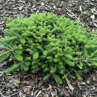 Abies koreana 'Fliegende Untertasse'