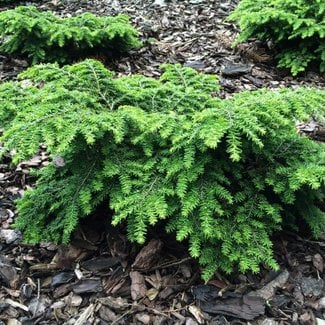 Tsuga canadensis 'Popeleski'