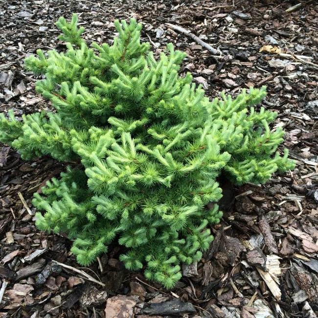Larix kaempferi 'Blue Dwarf'