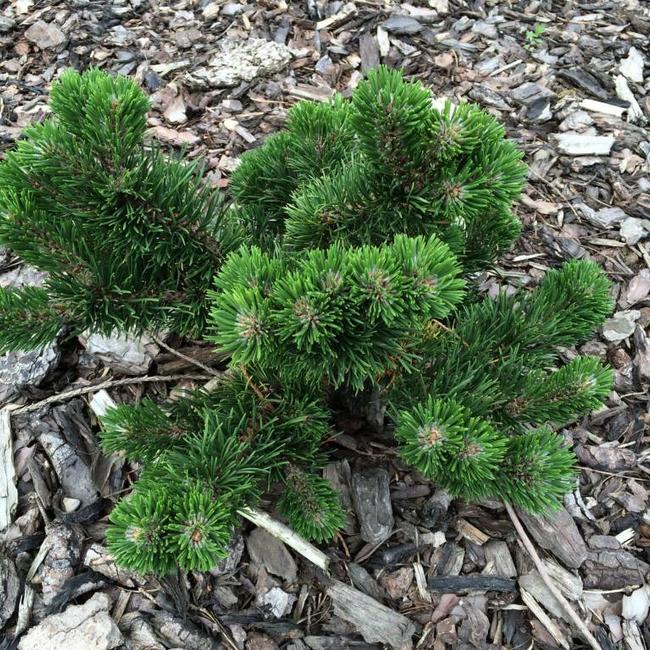 Pinus mugo 'Jakobsen'