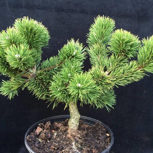 Pinus mugo 'Jakobsen'