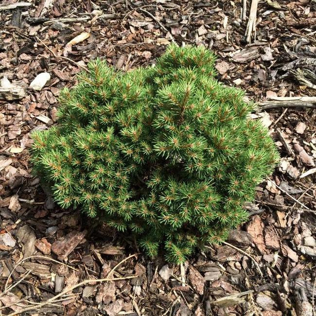 Pinus sylvestris 'Jericho'