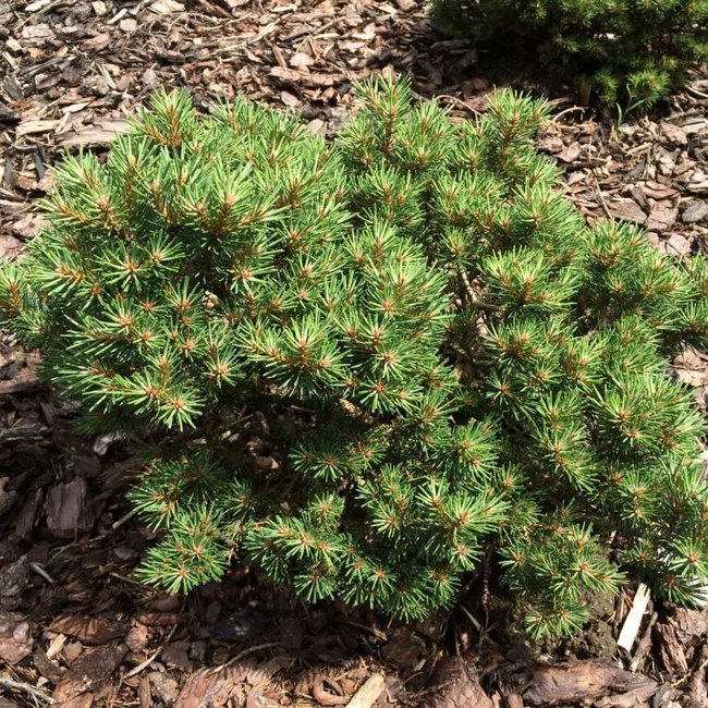 Pinus sylvestris 'Jericho'