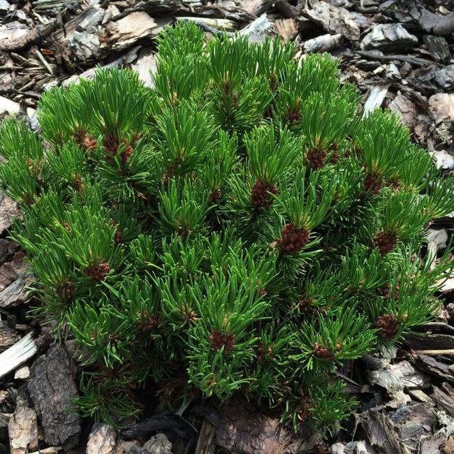 Pinus mugo 'Sherwood Compact'