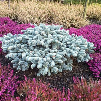 Abies procera 'Procumbens'