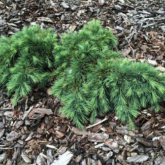 Cedrus libani 'Hedgehog'