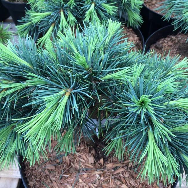 Cedrus libani 'Hedgehog'