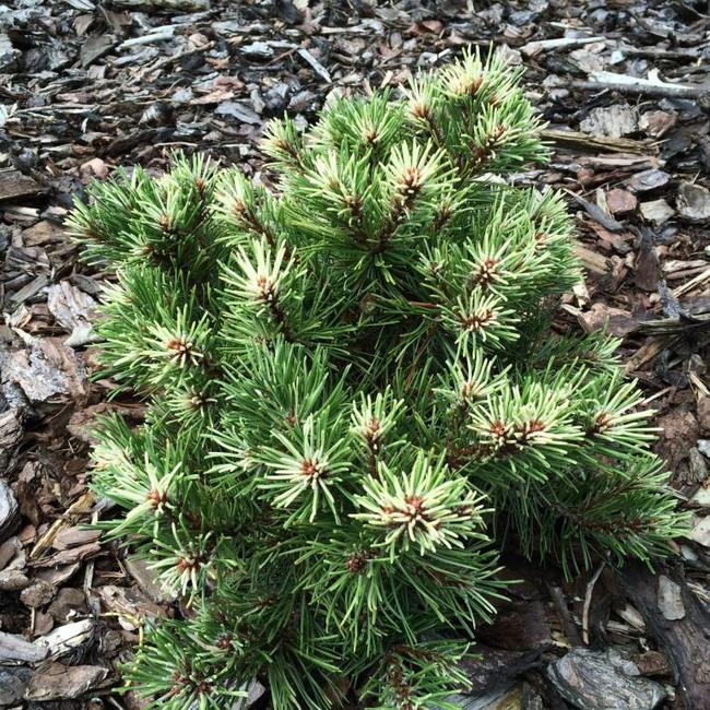 Pinus mugo 'Milky Way'