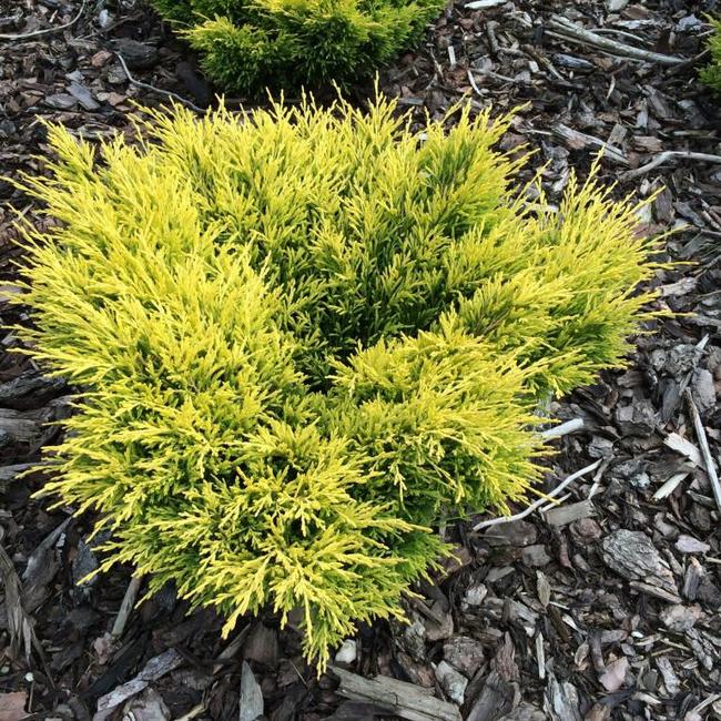Juniperus horizontalis 'Lime Glow' Herman Geers