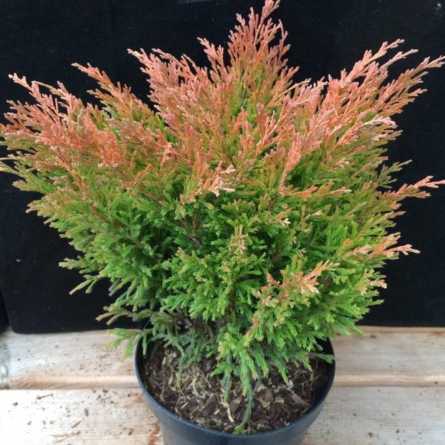Juniperus horizontalis 'Lime Glow' Herman Geers