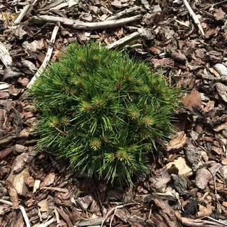 Pinus mugo 'Ellie H.B.'