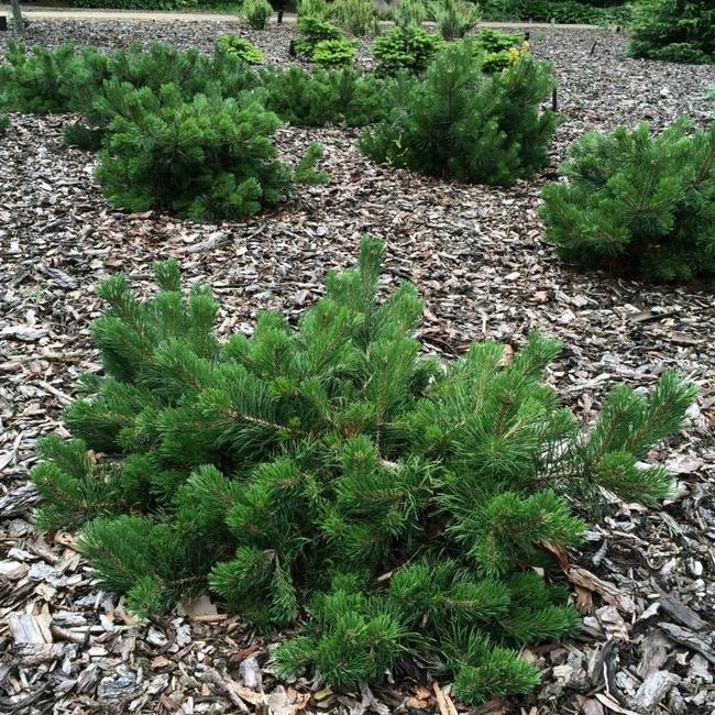Pinus mugo 'Krauskopf'