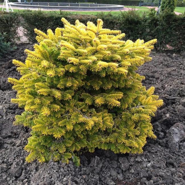 Abies nordmanniana 'Golden Spreader'