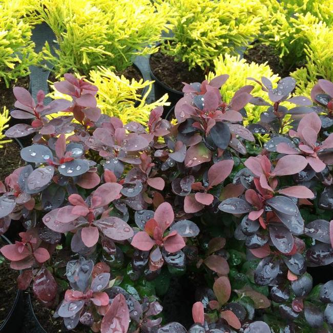 Berberis thunbergii 'Concorde'