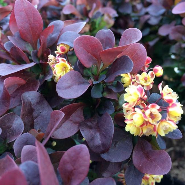 Berberis thunbergii 'Concorde'