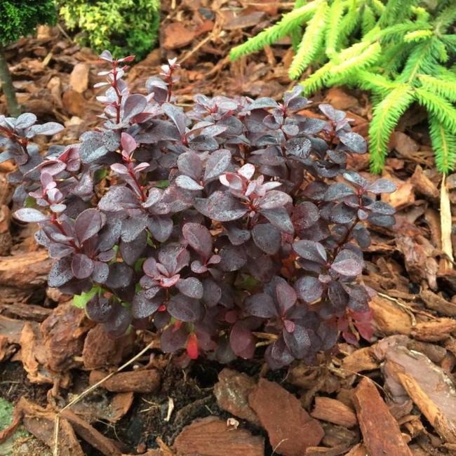 Berberis thunbergii 'Concorde'