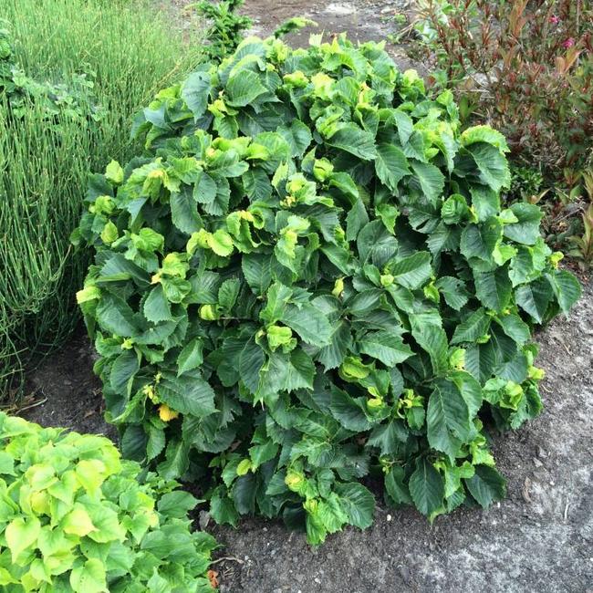 Ulmus glabra 'Shiva' (Monstrosa)