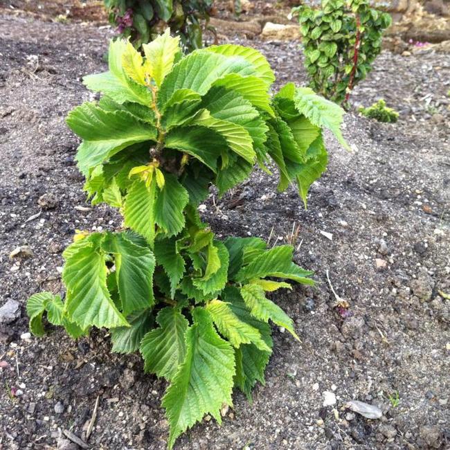 Ulmus glabra 'Shiva' (Monstrosa)