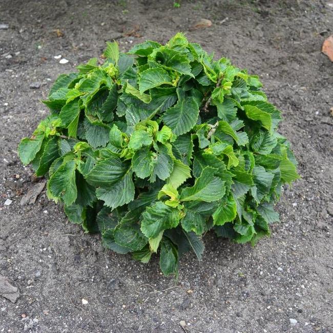 Ulmus glabra 'Shiva' (Monstrosa)