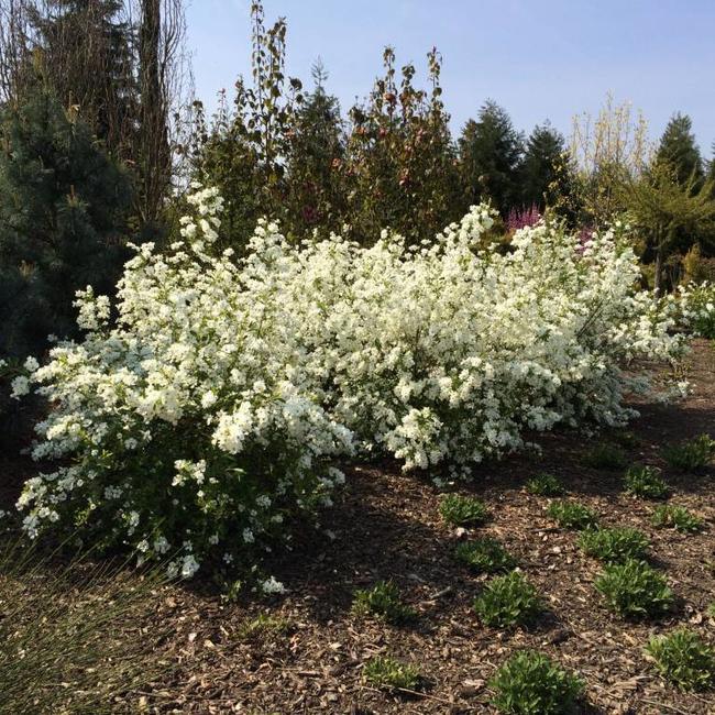 Exochorda racemosa 'Niagara' ®
