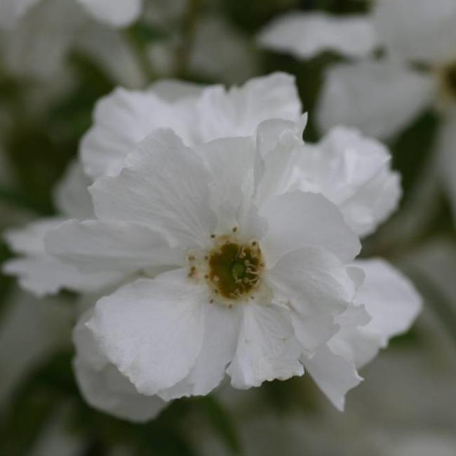 Exochorda racemosa 'Niagara' ®