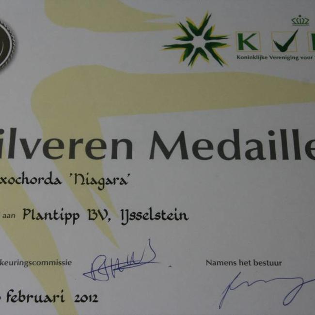 Exochorda racemosa 'Niagara' ®