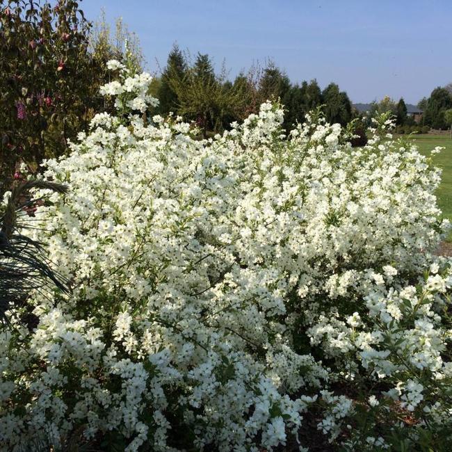 Exochorda racemosa 'Niagara' ®