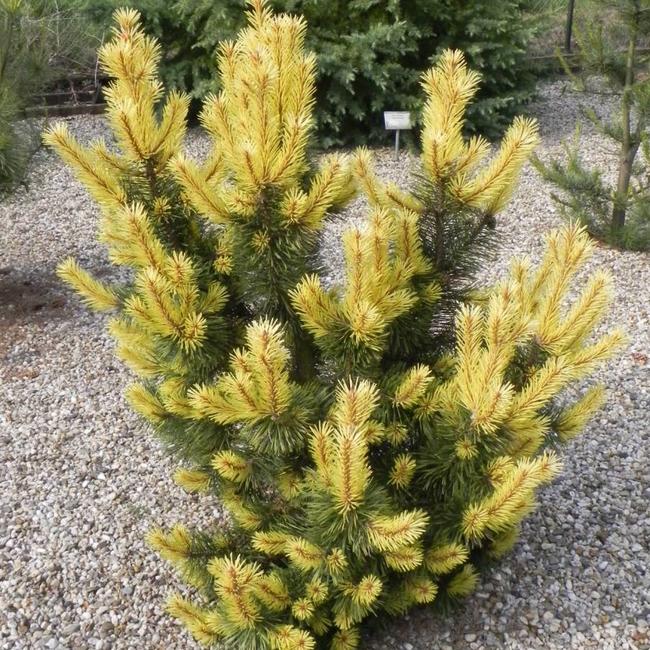 Pinus contorta 'Taylor's Sunburst'