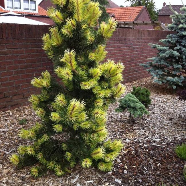 Pinus contorta 'Taylor's Sunburst'