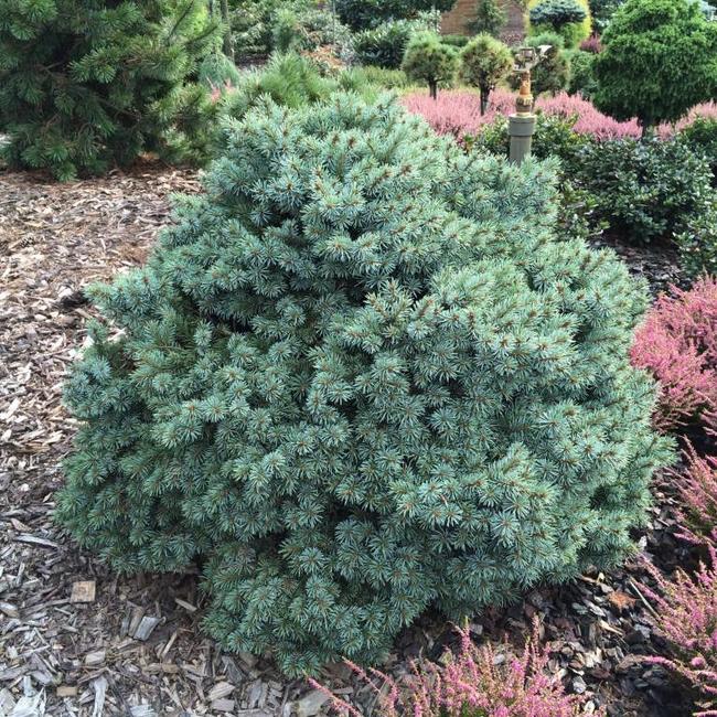 Picea engelmannii 'Jasper'