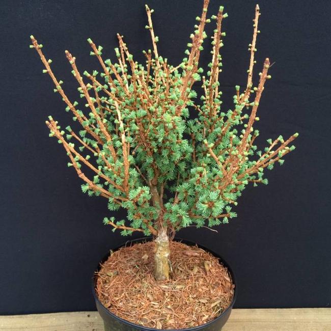 Larix gmelinii 'Tharandt'