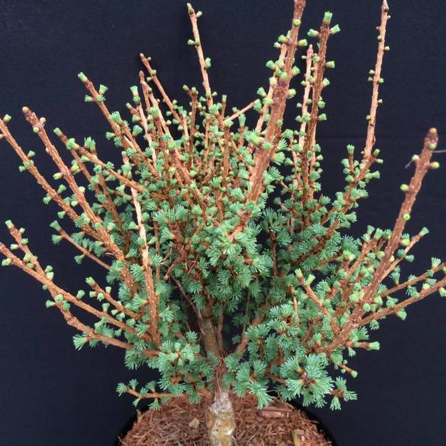 Larix gmelinii 'Tharandt'