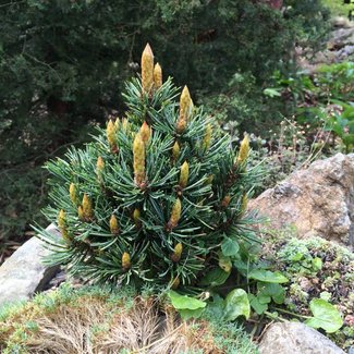 Pinus aristata 'Bashful'