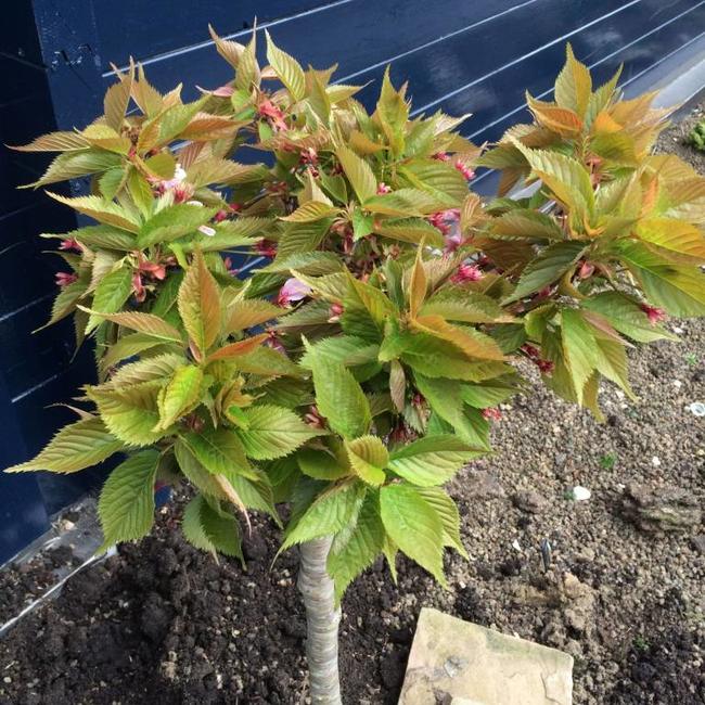 Prunus serrulata 'Little Jeremy'