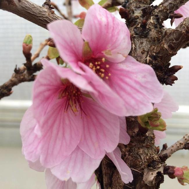 Prunus serrulata 'Little Jeremy'