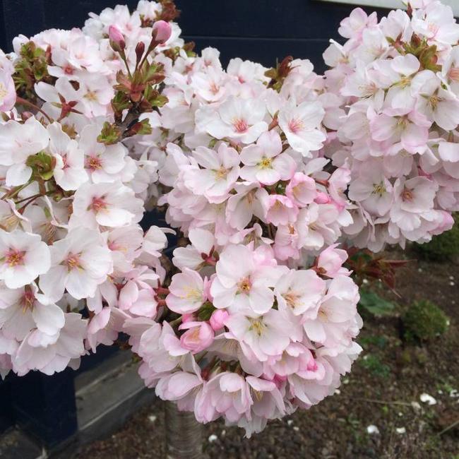 Prunus serrulata 'Little Jeremy'