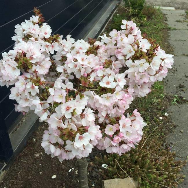 Prunus serrulata 'Little Jeremy'