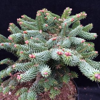 Abies pinsapo 'Ronda Mount'