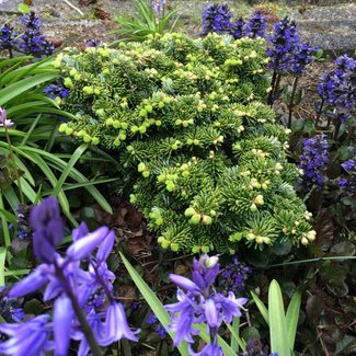 Abies nordmanniana 'Hunnewell Broom' (W.B.)