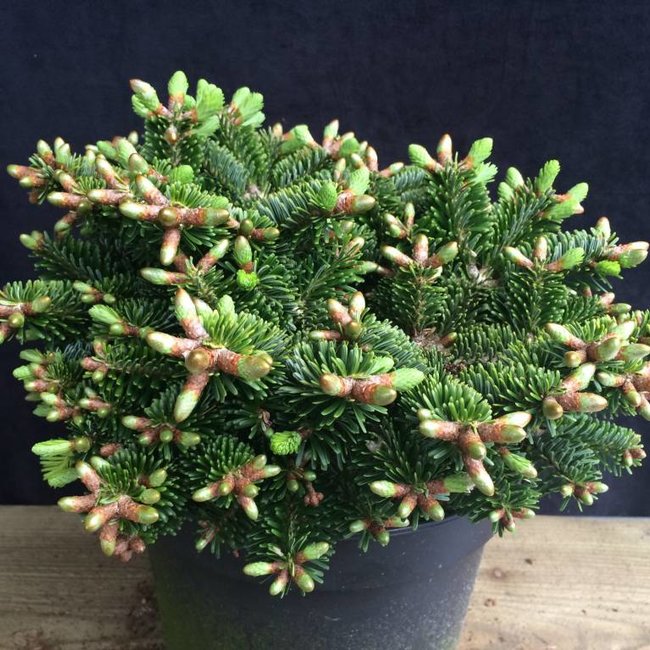 Abies nordmanniana 'Hunnewell Broom' (W.B.)