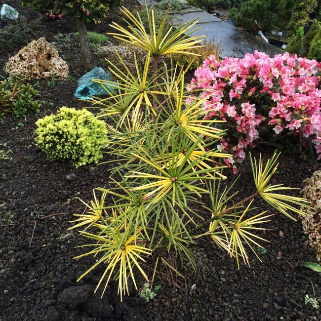 Sciadopitys verticillata 'Marylin Monroe'