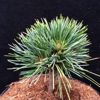 Pinus koraiensis 'Chanbai'