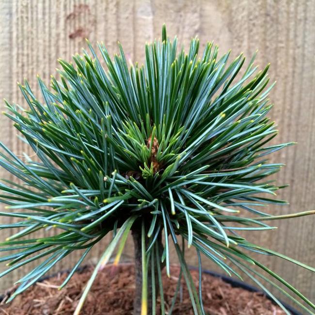Pinus koraiensis 'Chanbai'