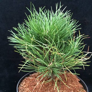 Pinus nigra 'De Gaulle'