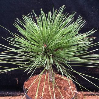 Pinus jeffreyi 'Joppi'