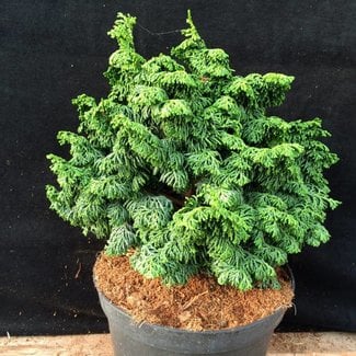 Chamaecyparis obtusa 'Maureen'