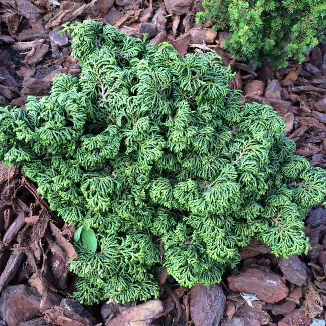 Chamaecyparis obtusa 'Maureen'