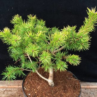 Pinus sylvestris 'Hexguld'