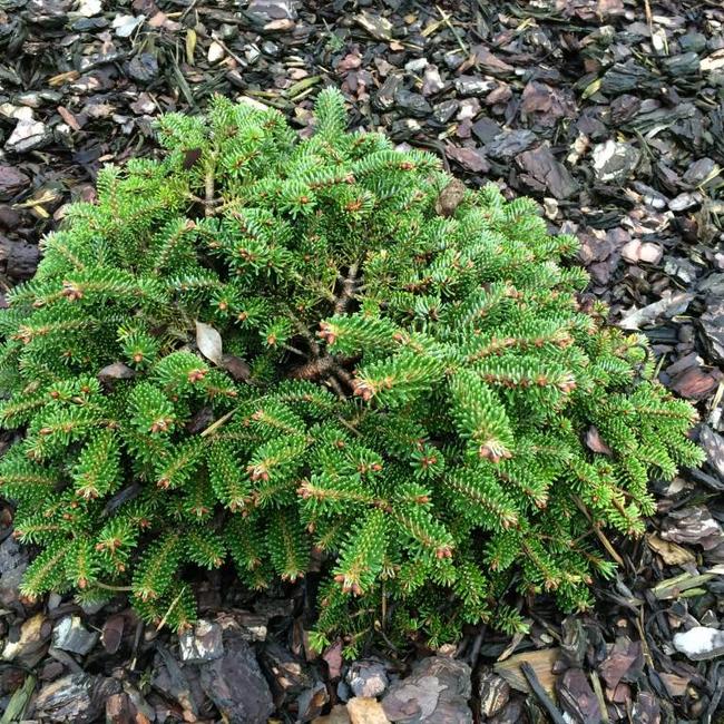 Abies nordmanniana' Munsterland'